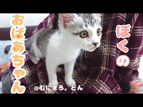 保健所からお迎えした人懐っこい子猫が初めておばあちゃんに会ったら…