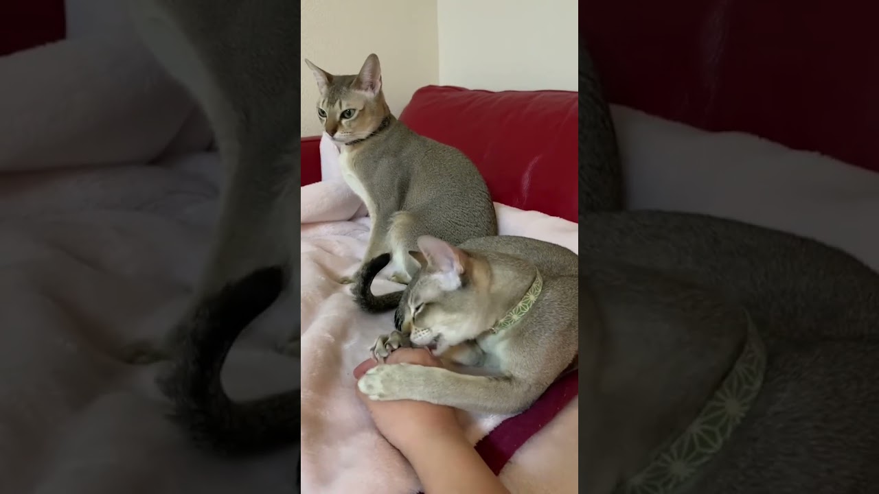 大人な兄猫と、子供な弟猫