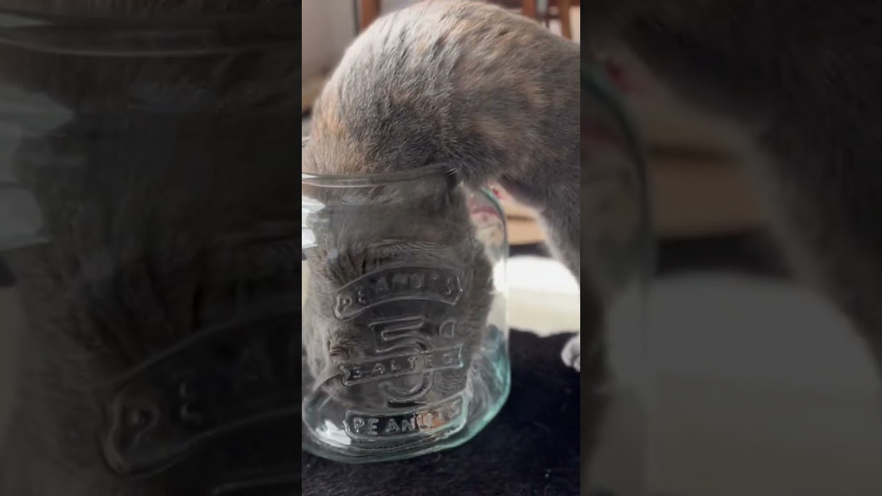 ついに液体化する？！ #ブリティッシュショートヘアー #britishshorthair #cat #猫 #gatos #猫は液体