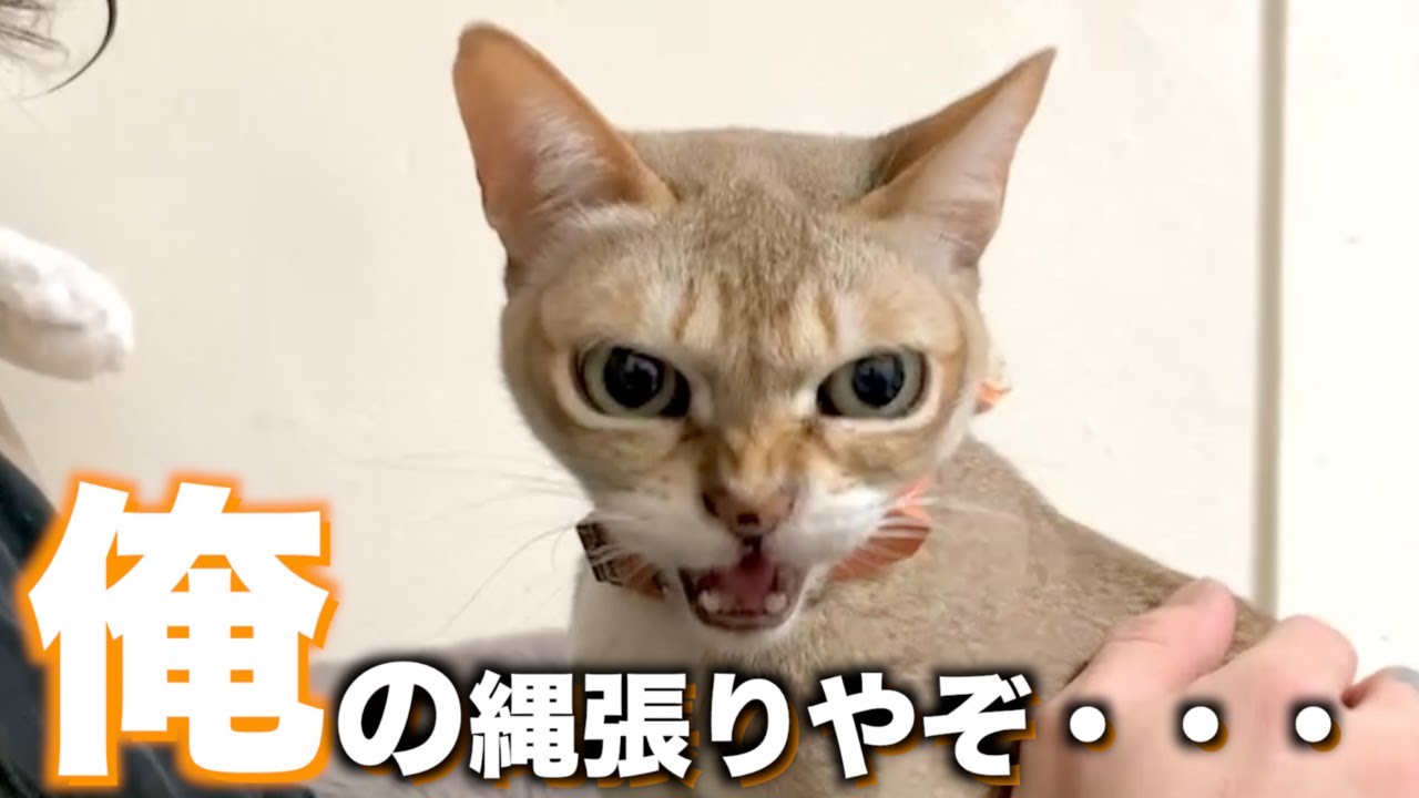 新人猫に先住猫が縄張りを主張しすぎて困りますw