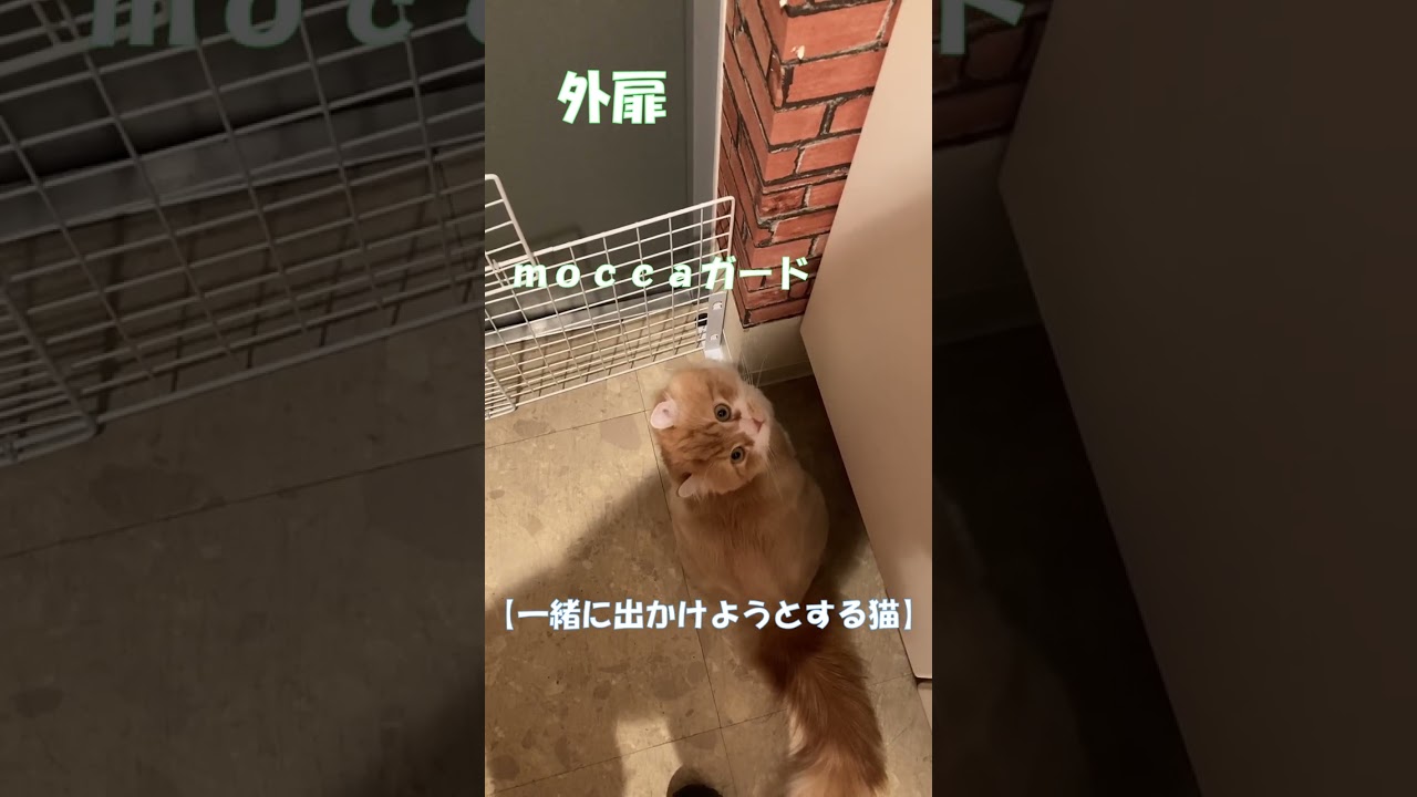 一緒に出かけようとする猫 #shorts  #猫 #アメリカンカール #cat
