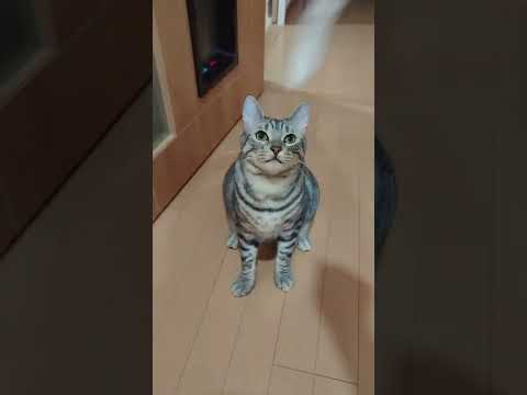 毎日猫じゃらしで遊んでるベンガル猫