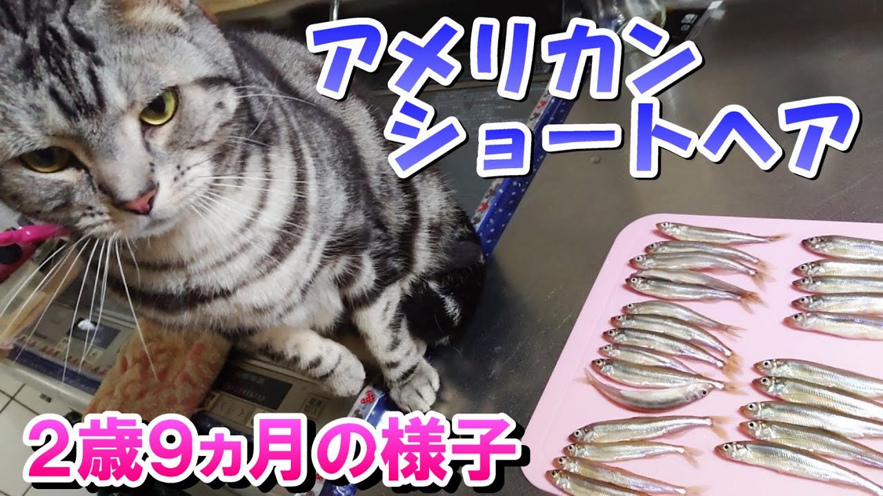 ２歳９ヵ月の様子！甘えたちゃん発動！（アメリカンショートヘア）