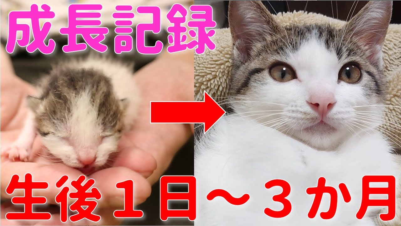 母猫に捨てられた子猫が３か月で大きく育ちました！【成長記録】【保護猫】