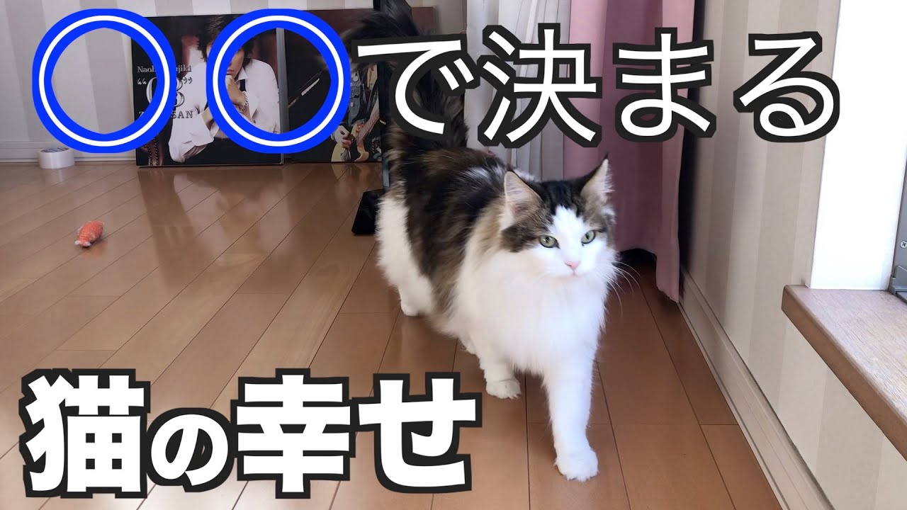 家族になったノルウェージャンフォレストキャットのにゃん生その②