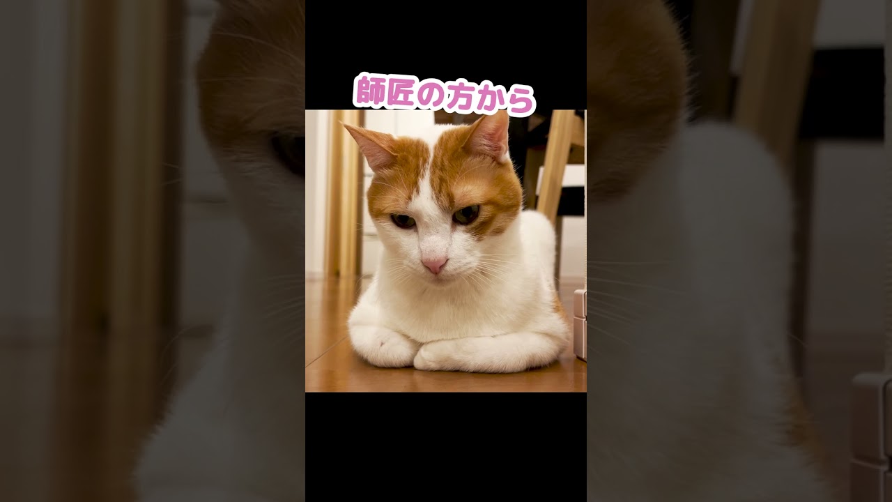 プレッシャーに弱い猫 #Shorts
