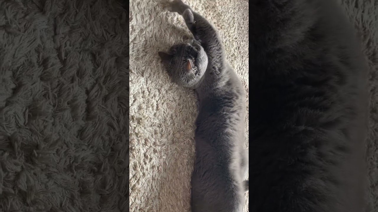 へんな格好で爪研ぎを楽しむねこ【シャルトリュー/Chartreux cat】#shorts