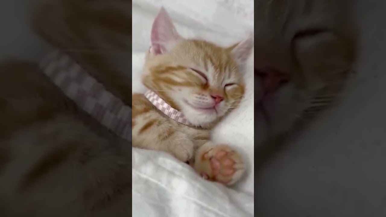【癒し】寝る前に観て欲しい子猫動画 #shorts
