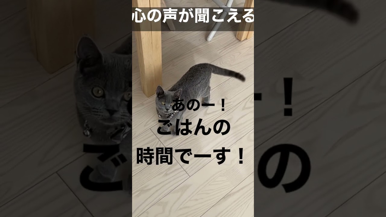 【ご飯の時間】猫達からの圧【めっちゃ正確】#shorts #猫 #ブリティッシュショートヘア #保護猫