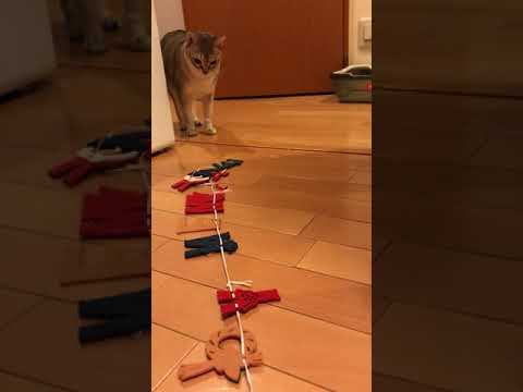 「Happy New Year」をチョイチョイするシンガプーラなのにゃ♪
