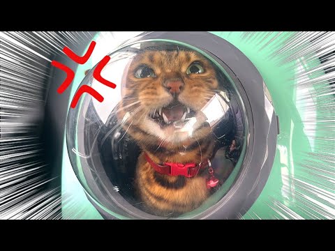 病院帰りの車内で激怒した猫がイッパイおしゃべりして来ました