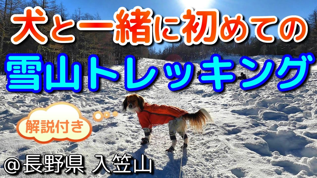 初めての犬と一緒に雪山登山＠長野県入笠山