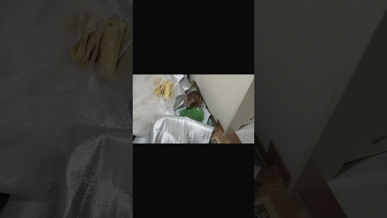 ネコ動画あび＃390　#shorts　あびの毎日　アビシニアン　あび