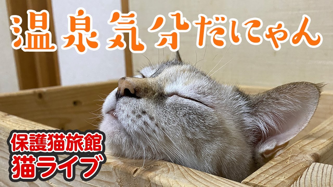 💖【看板猫日本一のおもち】💖２階猫のお部屋ライブ配信中💖