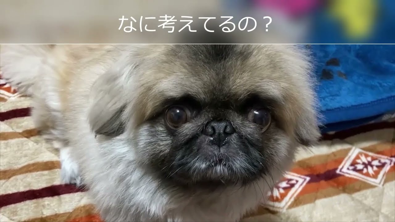 わぁぁスフィンクス　エジプト　ペキニーズ達