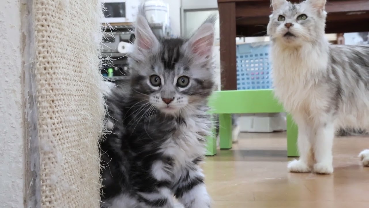 メインクーン子猫シルバーの貴公子ルカ君