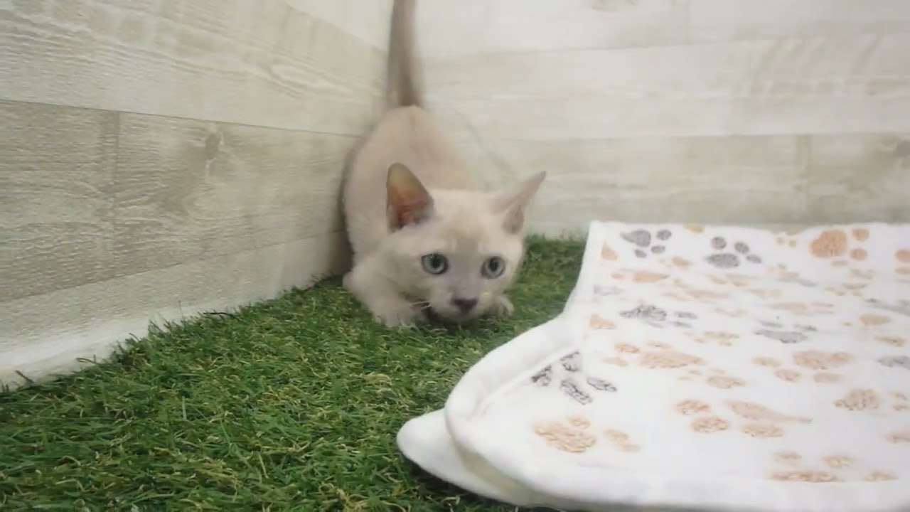 Coo&RIKU　No00596341 トンキニーズ