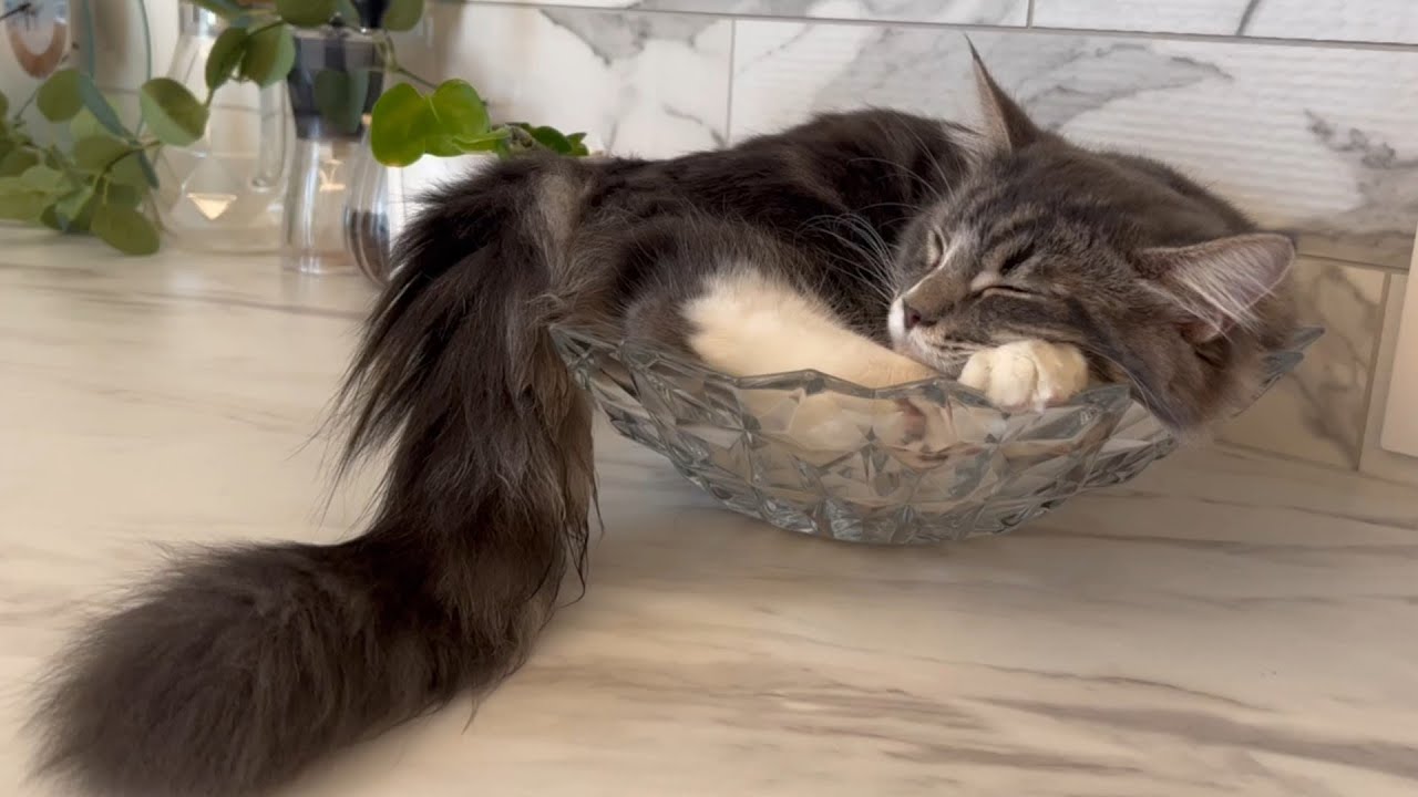 ごろごろまったりくつろぐ子猫【サイベリアン/かわいい】