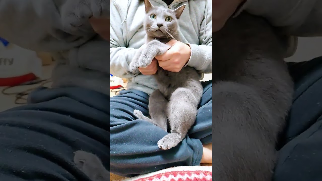 【猫動画】両手でほっぺを押さえると誰でも可愛くなれるらしい #russianbule  #ロシアンブルー