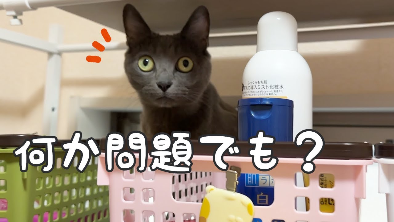 洗面所が猫たちのアスレチックになりました…