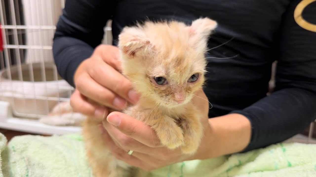 ハサミが怖くて逃げたい子猫がこうなりました。  #17 【多頭飼育崩壊から保護されたスコティッシュの子猫達】