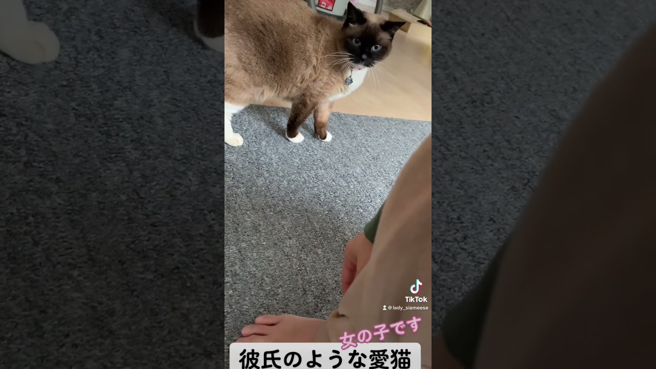 愛猫はストーカーキャット シャム猫娘のシャム猫 メンヘラっぽく育ってしまう猫 彼氏のような愛猫　【tiktok】 catlover