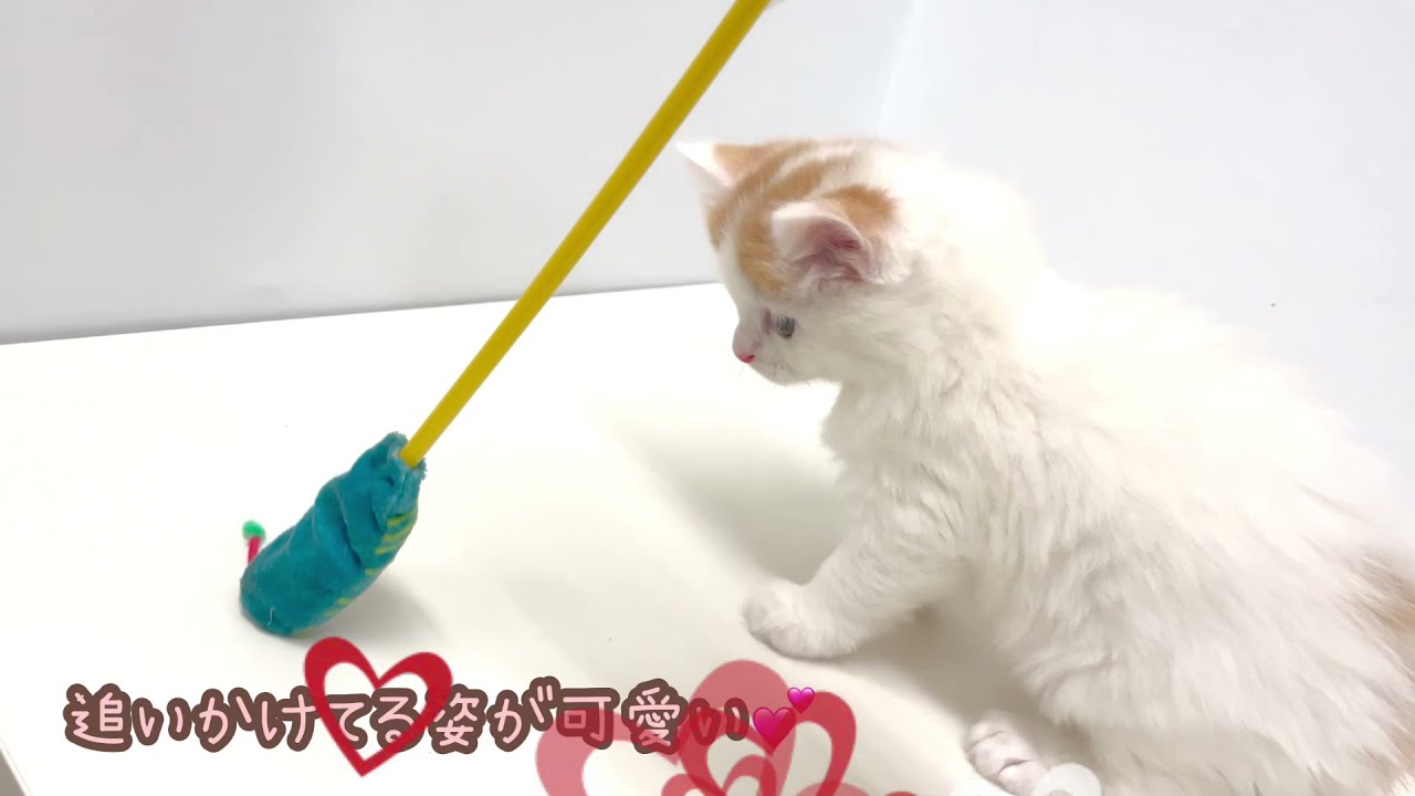 【ラガマフィン】ちょっぴり珍しいハチワレ模様のラガマフィンちゃん登場！