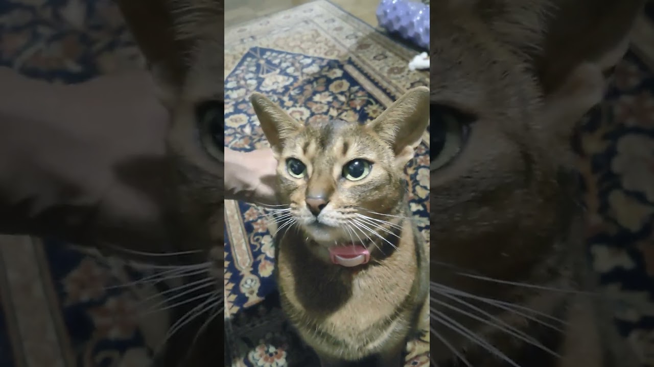 ネコ動画あび＃394　#shorts　あびの毎日　アビシニアン　あび