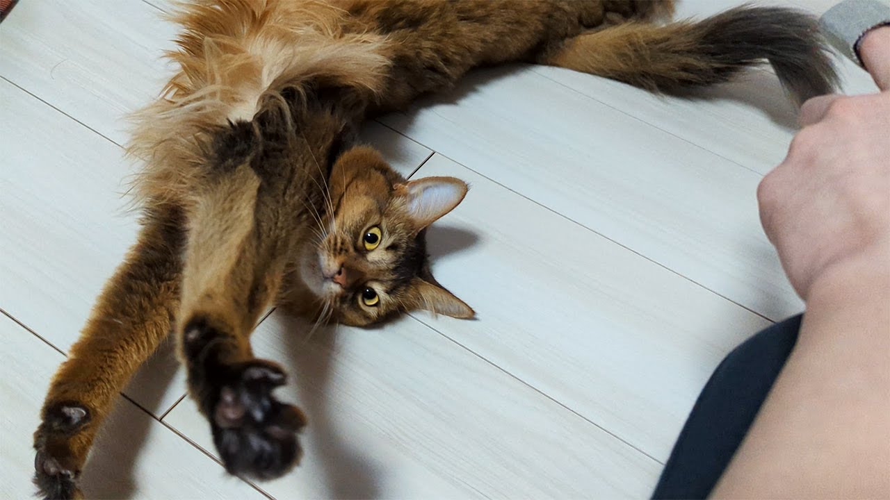 【393日目】まったりモフってるところにおもちゃを見せると #ソマリ #cat
