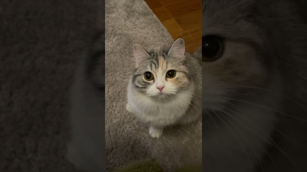 キョロキョロ👀　#cat #cutecat #子猫 #猫 #癒し #スコテッシュフォールド