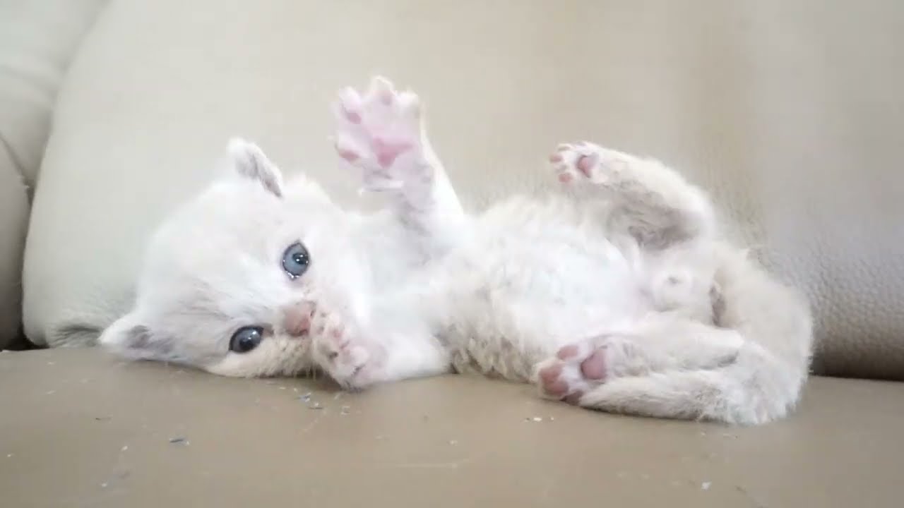 ブリティッシュショートヘアー子猫　British Shorthair　2023.1.16産まれ　クリーム　男の子　シーダキャット猫のお店