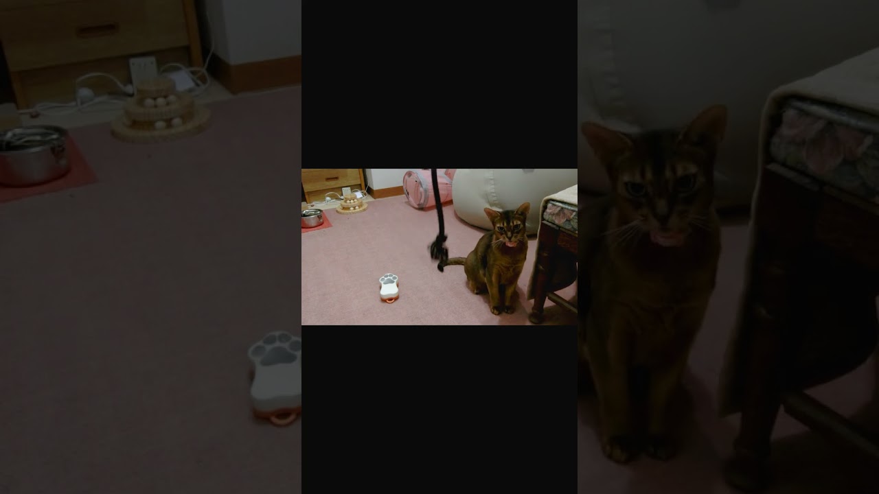 ネコ動画あび＃387　#shorts　あびの毎日　アビシニアン　あび