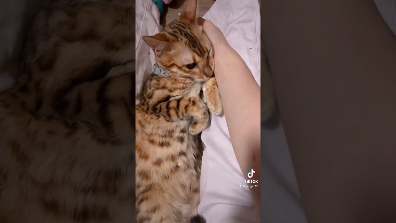 甘えん坊なベンガル猫💓 #ベンガル猫 #ベンガル子猫 #子猫販売 #ベンガル