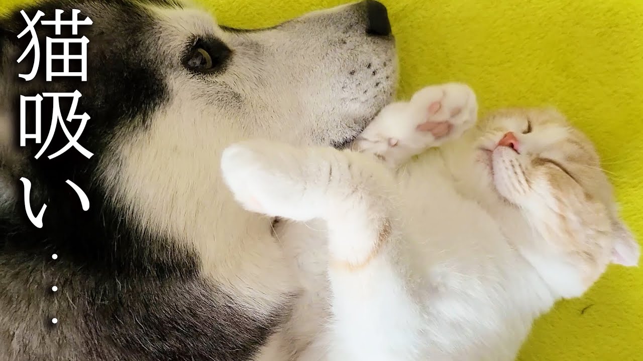 ハスキー犬に猫吸いされてドン引きしちゃった子猫がこちら...