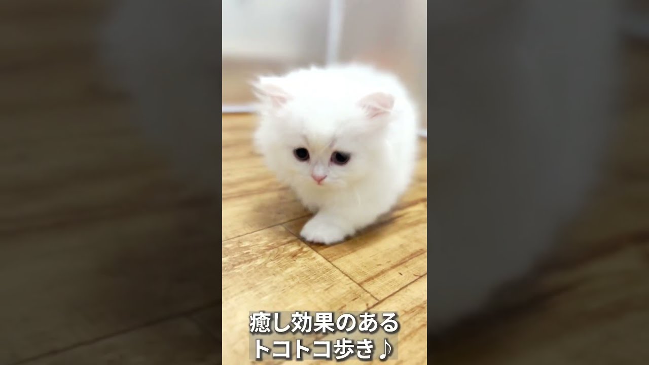【子猫の成長記録】#shorts #ミヌエット #マンチカン #子猫