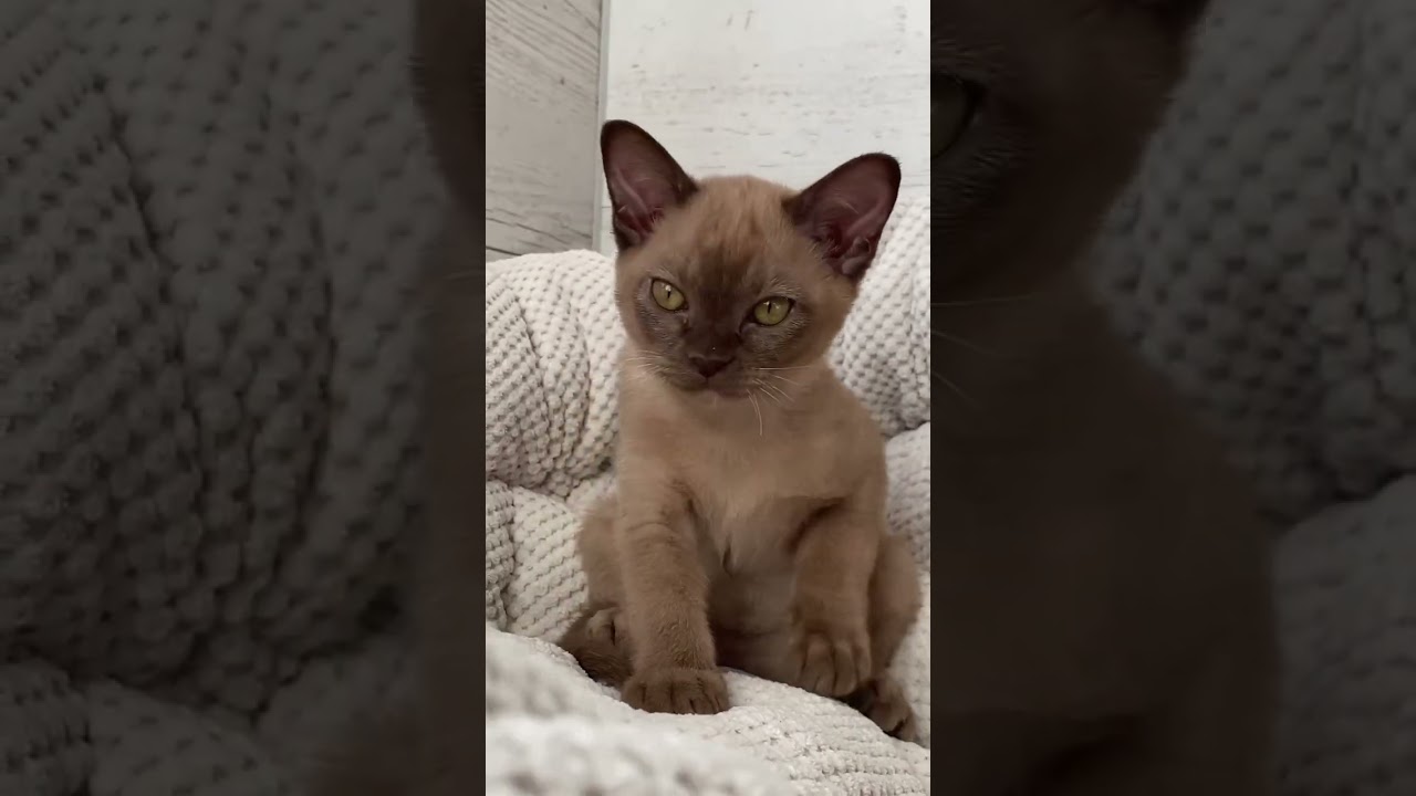 Шоколадный мальчик