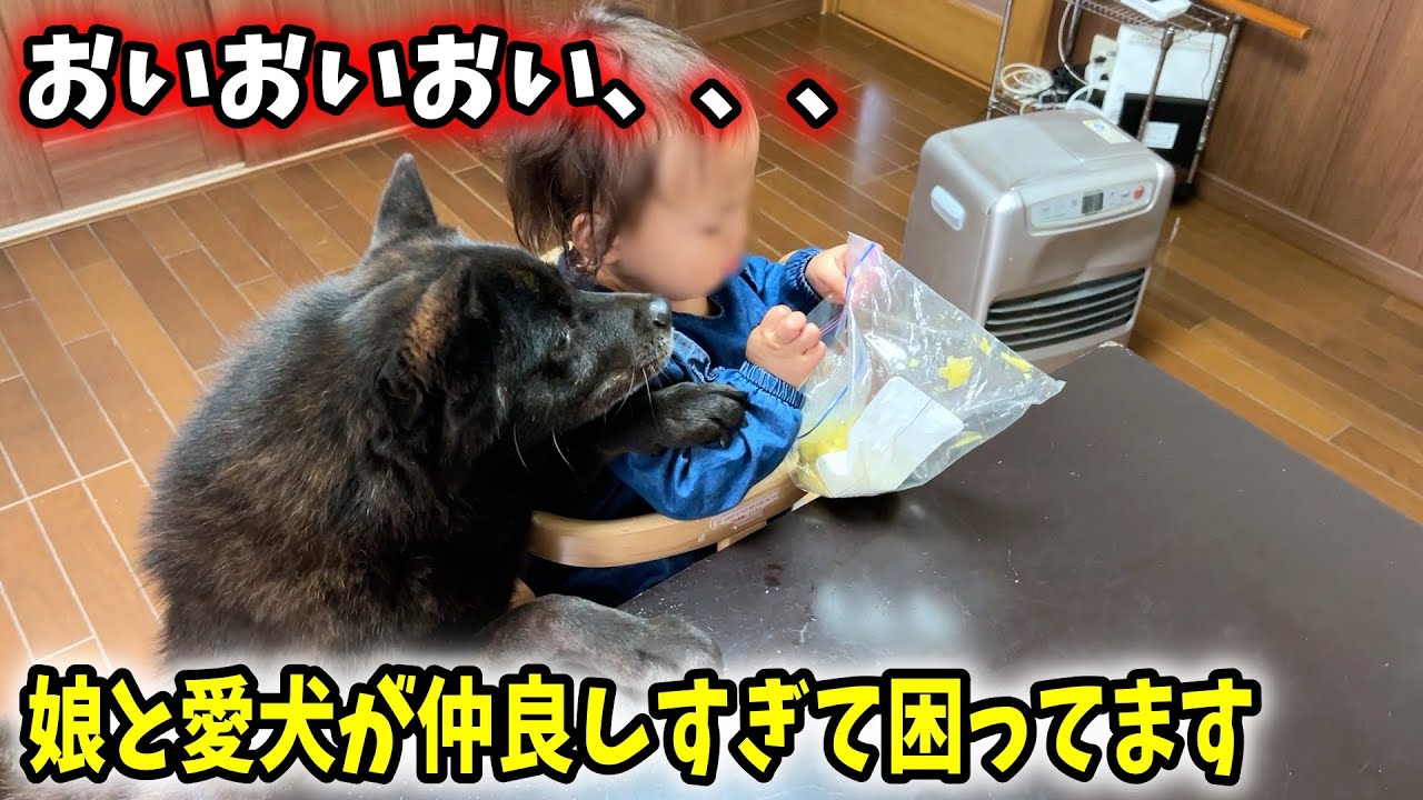 愛犬と娘が仲良しすぎて困ったことに・・・【バレンタイン】【犬用クッキー】