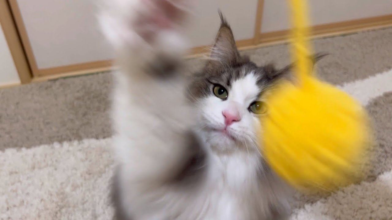 【猫パンチ】毛糸のボールで遊びましょ〜♪ノルウェージャンフォレストキャットとターキッシュアンゴラ