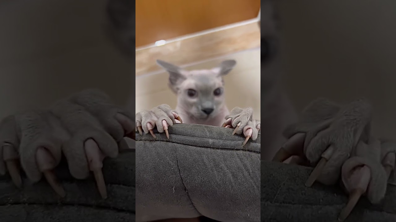 妖怪みたいな毛のない猫【スフィンクス猫】