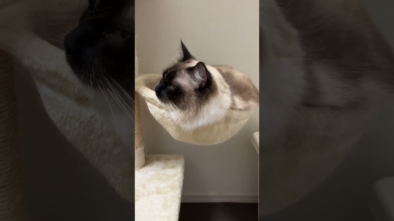 狭いところがお気に入りのたぬきな似たラグドール #shorts #ragdoll #ショート #ラグドール