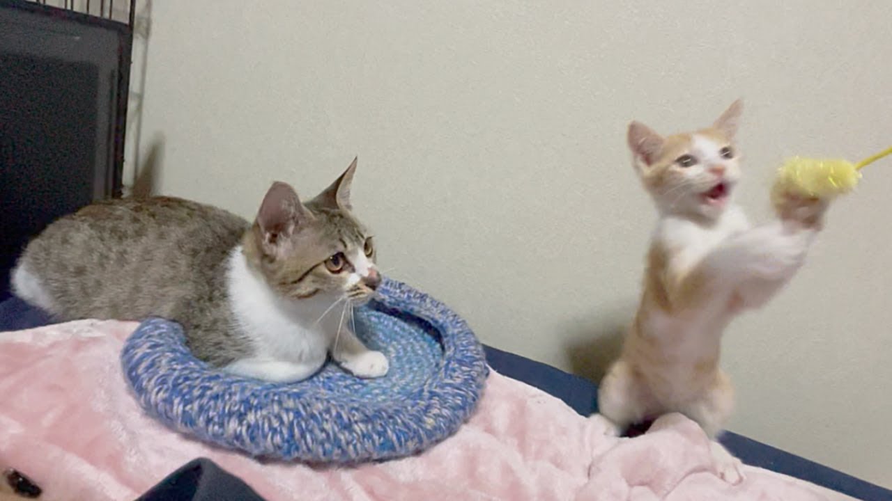 子猫が赤ちゃん猫を見守る優しいお姉ちゃんになりました