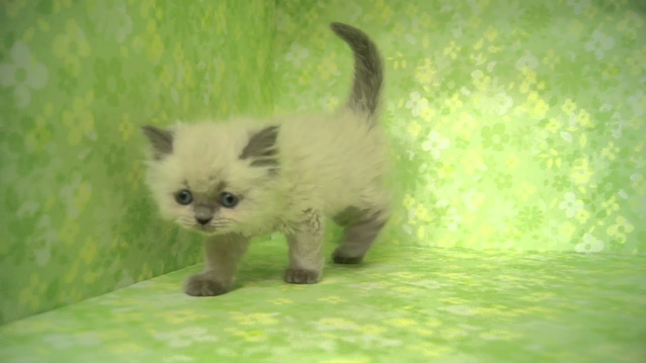 【きくちペット】 子犬子猫№11415　ヒマラヤン