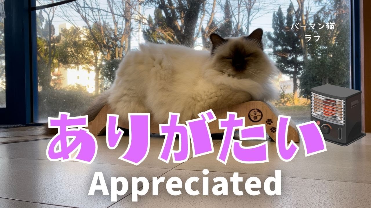 バーマン猫ラフ【ありがたい】Appreciated（バーマン猫）Birman/Cat