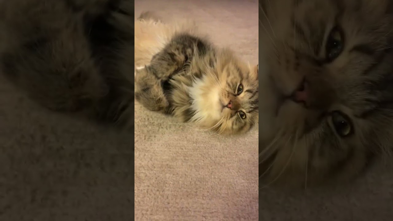 手が可愛すぎる猫#shorts #猫 #スコティッシュフォールド