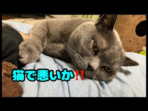 猫の観察 #猫 #ブリティッシュショートヘア #保護猫