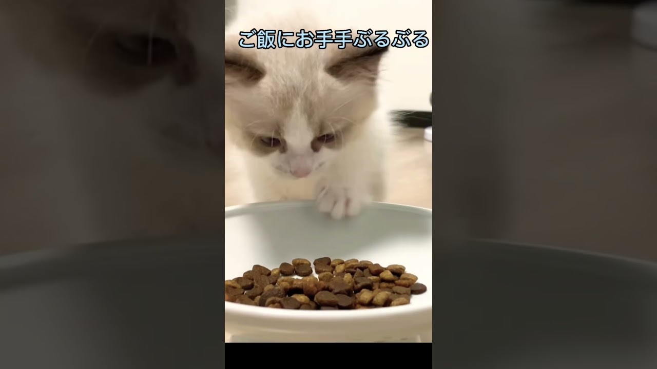 ご飯を前に手ブルブルしちゃう子猫　#ラグドール #ねこのいる生活 #猫 #子猫