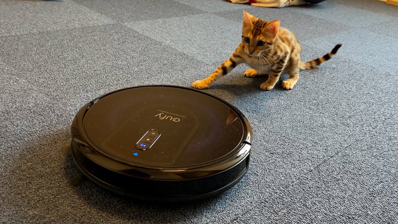 ロボット掃除機とベンガル猫(A tiny Bengal Cat and Robot Vacuum)