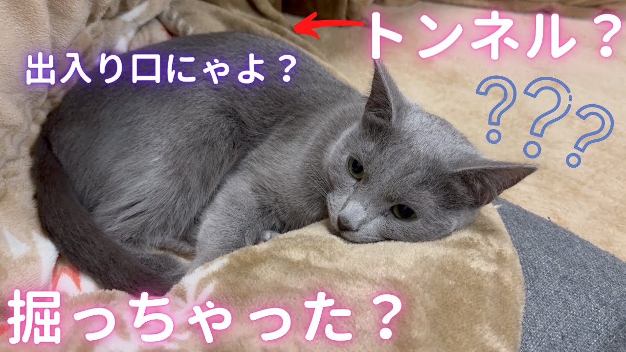 こたつトンネルを作る猫（ロシアンブルー）