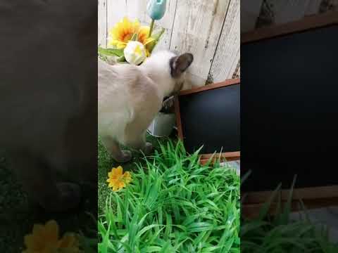 Coo&RIKU　No597883　トンキニーズ