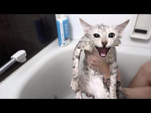 暴れん坊長男猫をお風呂に入れたらまさかのリアクションに唖然。